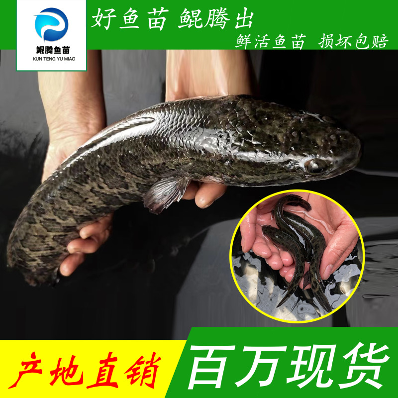 优质鲲腾黑鱼苗乌鱼苗产地直销全国供应技术指导