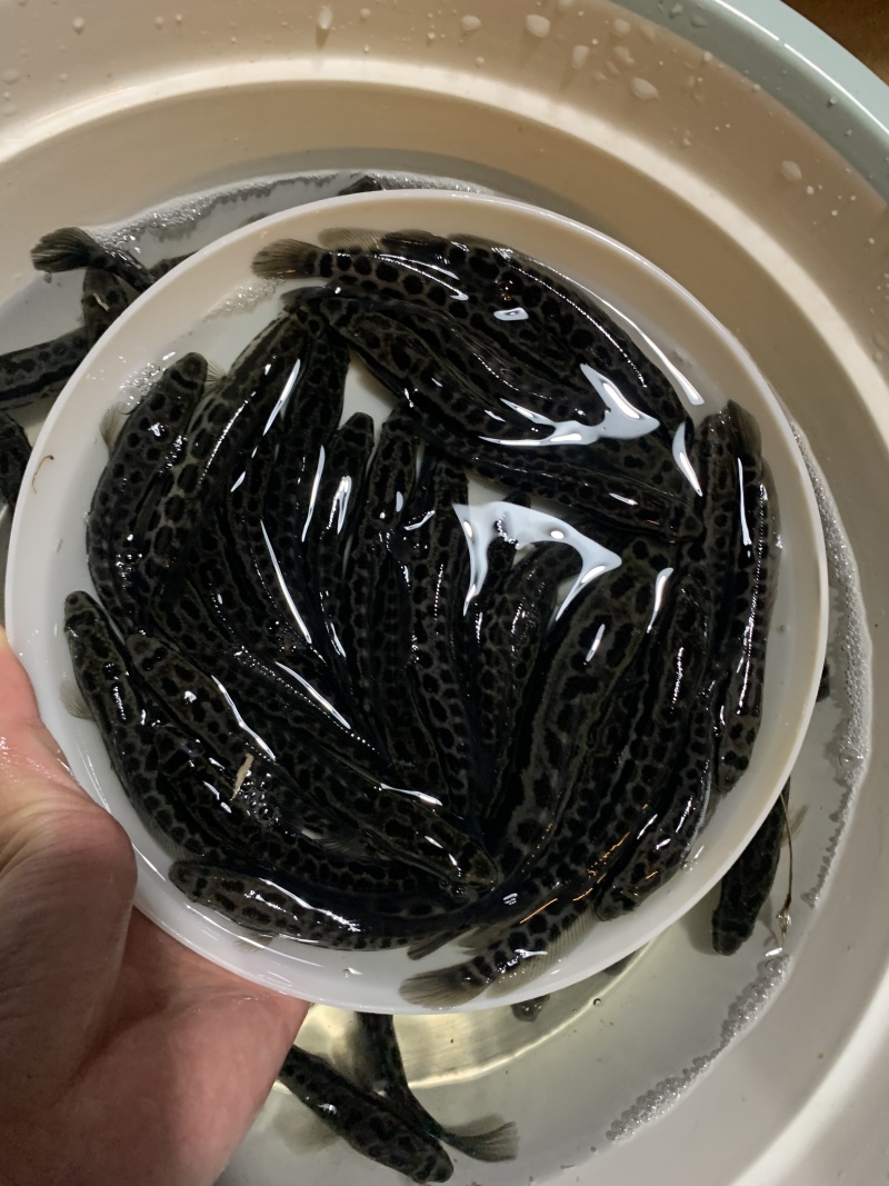 优质鲲腾黑鱼苗乌鱼苗产地直销全国供应技术指导