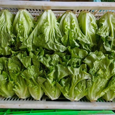 精品大利生菜常年供应保质保量包退货