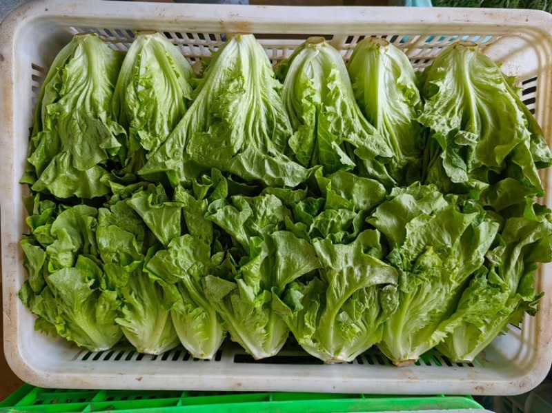 精品大利生菜常年供应保质保量包退货