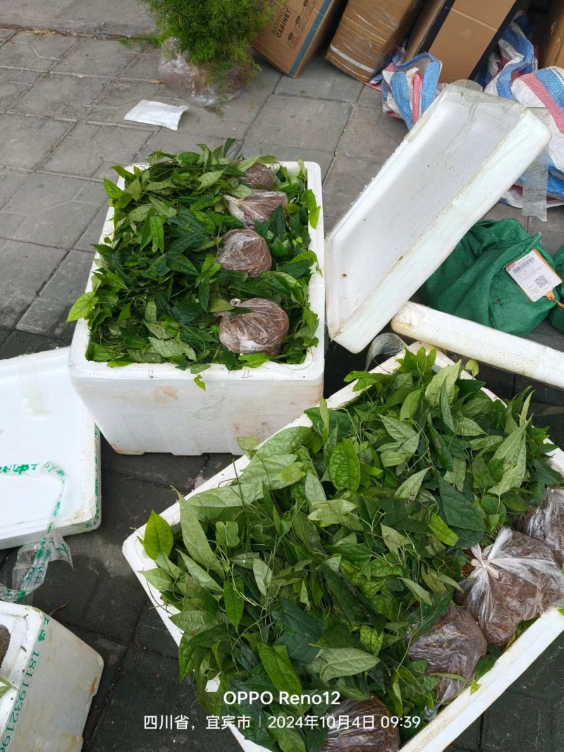 二代驯化金果榄苗易成活可提供种植技术包邮量大从优