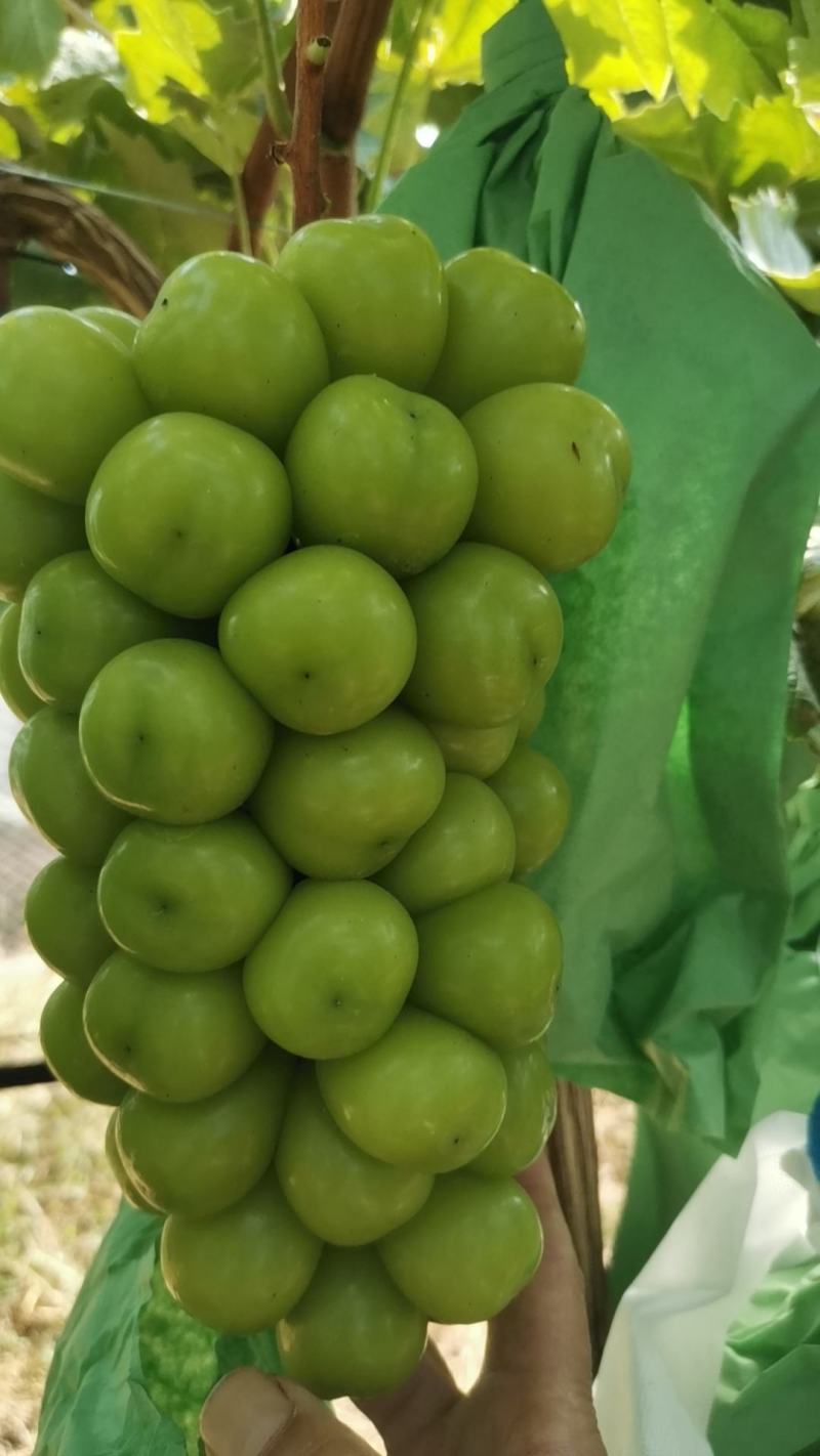 阳光玫瑰葡萄大量供货中