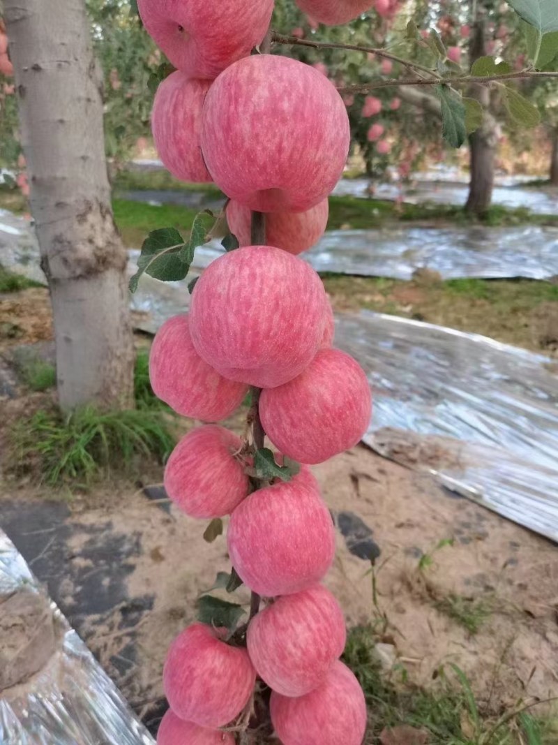 洛川晚熟富士即将大量上市，高次，下捡，颜色好，果面有瑕疵