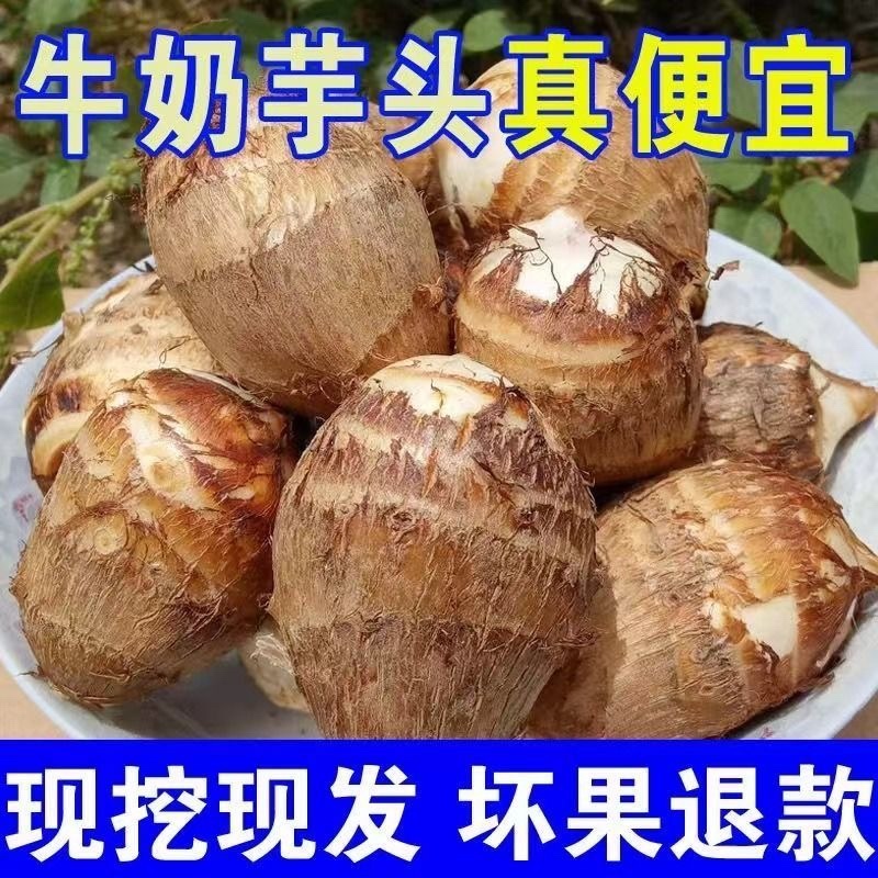 云南毛芋头牛奶芋头芋艿产地直发一件代发