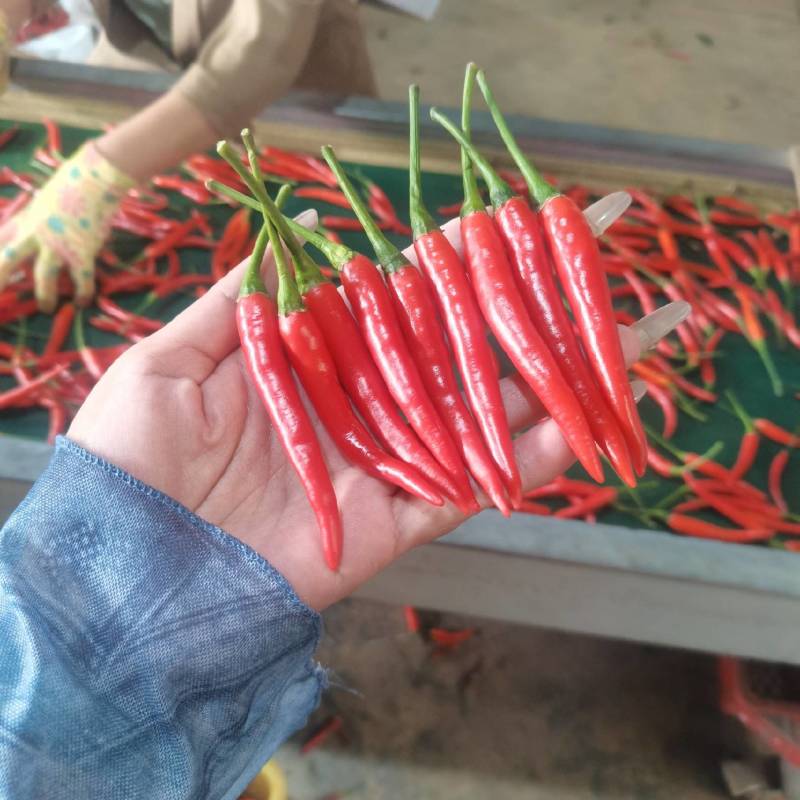 小米椒大量有货