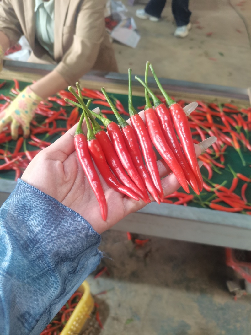 小米椒大量有货