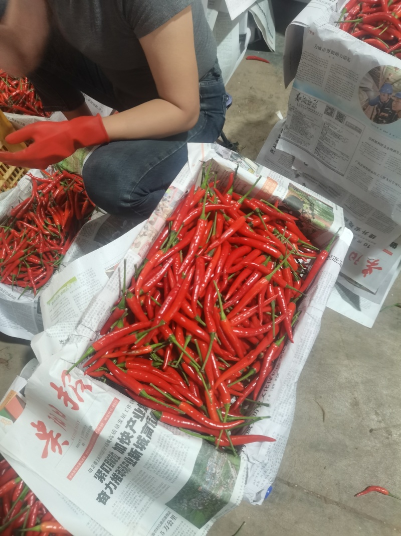 小米椒大量有货