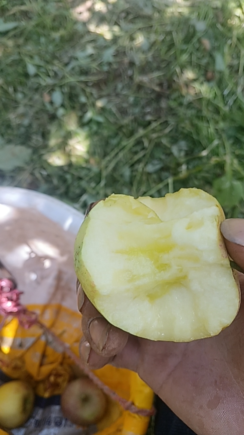 盐源冰糖心苹果