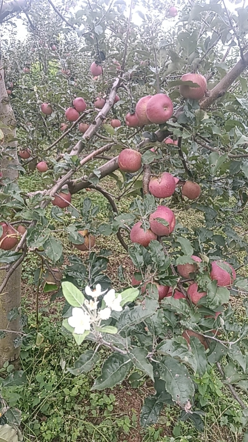 盐源冰糖心苹果
