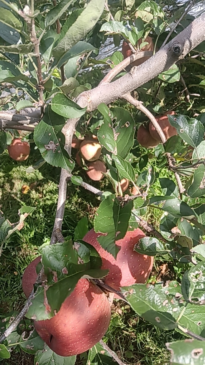盐源冰糖心苹果