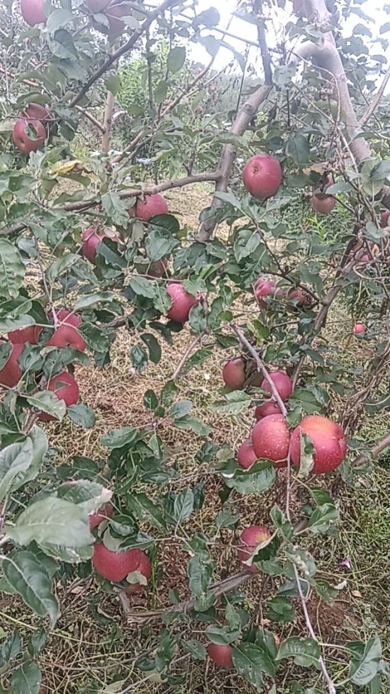 盐源冰糖心苹果