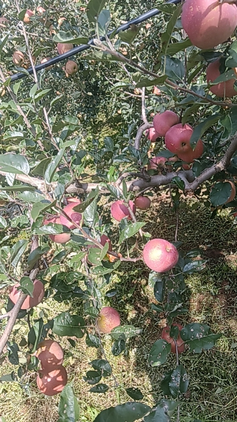 盐源冰糖心苹果