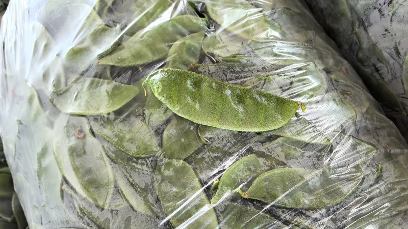 山东眉豆猪耳朵扁豆产地直发货源充一手货源对接各大商