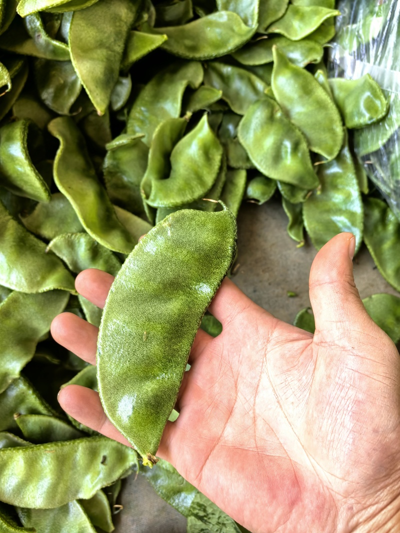山东眉豆猪耳朵扁豆产地直发货源充一手货源对接各大商