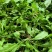 江苏东台优质荠菜大量现货口感细腻适合冬天品尝
