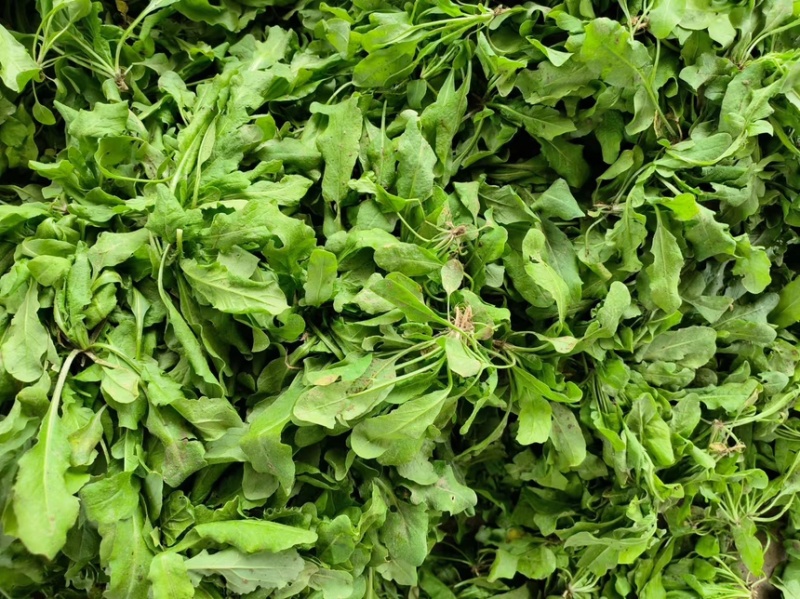 江苏东台优质荠菜大量现货口感细腻适合冬天品尝
