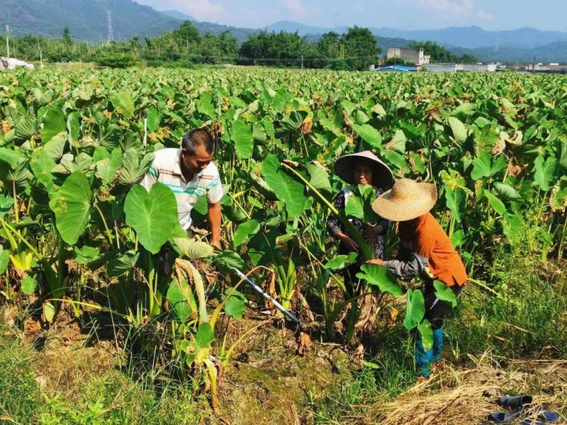 毛芋头一手货源代发全国产地直发价格美丽欢迎致电