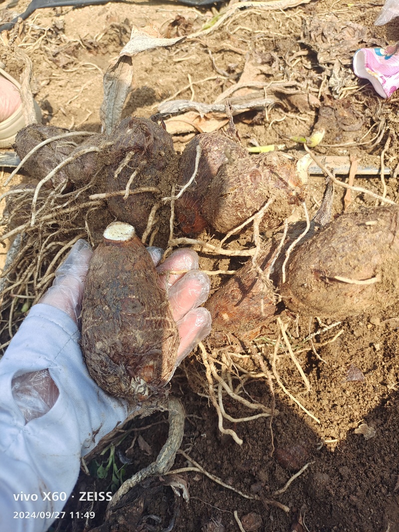 毛芋头一手货源代发全国产地直发价格美丽欢迎致电