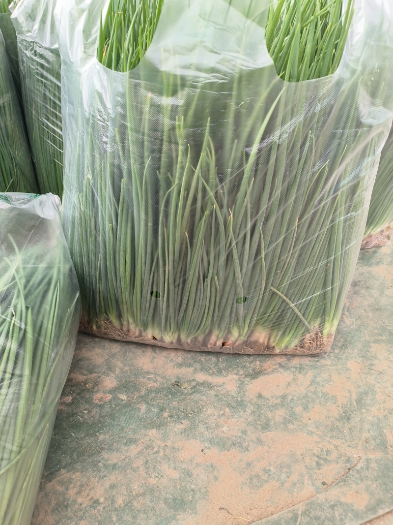 小香葱，小葱，基地直接发货，诚信经营，质量保证，