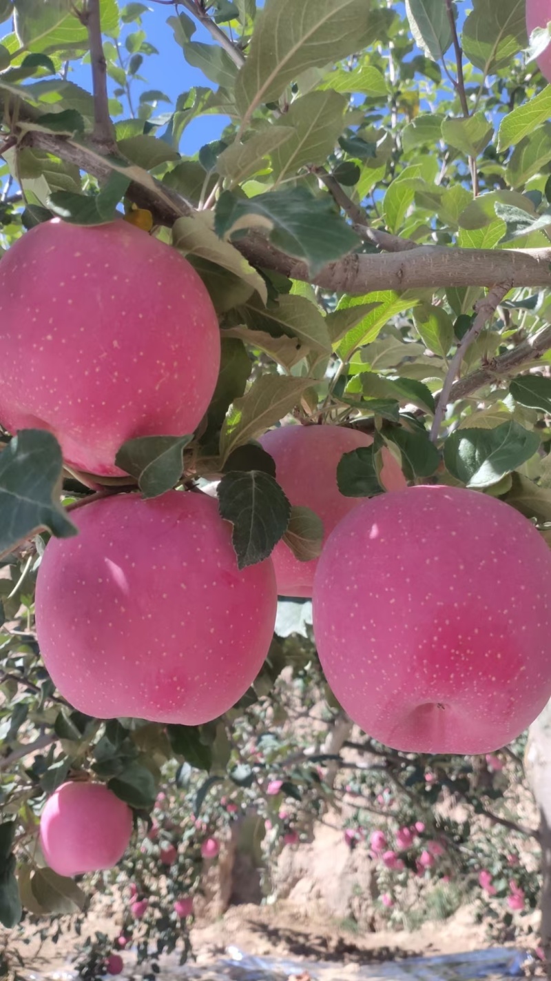 苹果色以上好，需要的老板抓紧