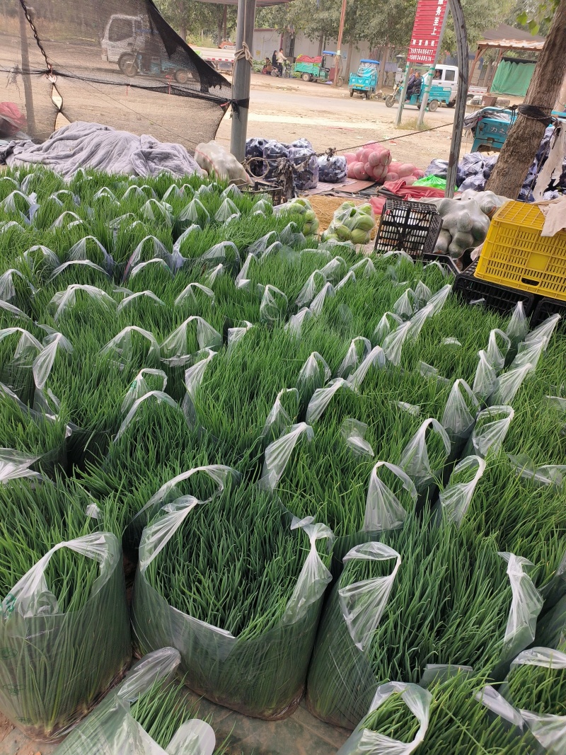 小香葱，小葱，基地直接发货，诚信经营，质量保证，