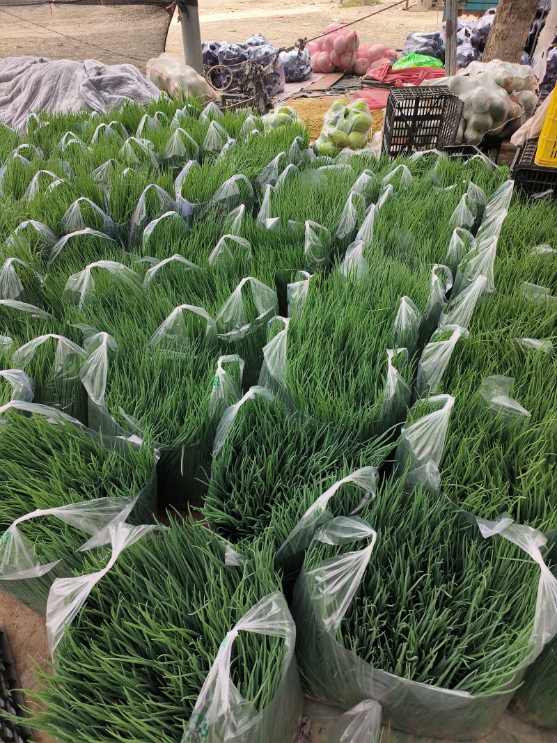 小香葱，小葱，基地直接发货，诚信经营，质量保证，