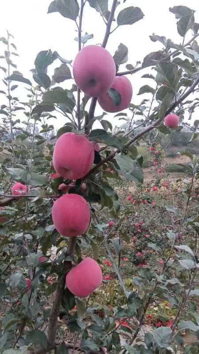 苹果色以上好，需要的老板抓紧