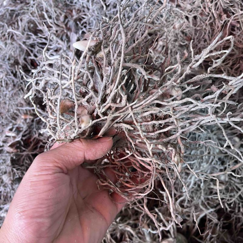 健康白芨保质保量无添加随时为您服务