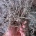 健康白芨保质保量无添加随时为您服务