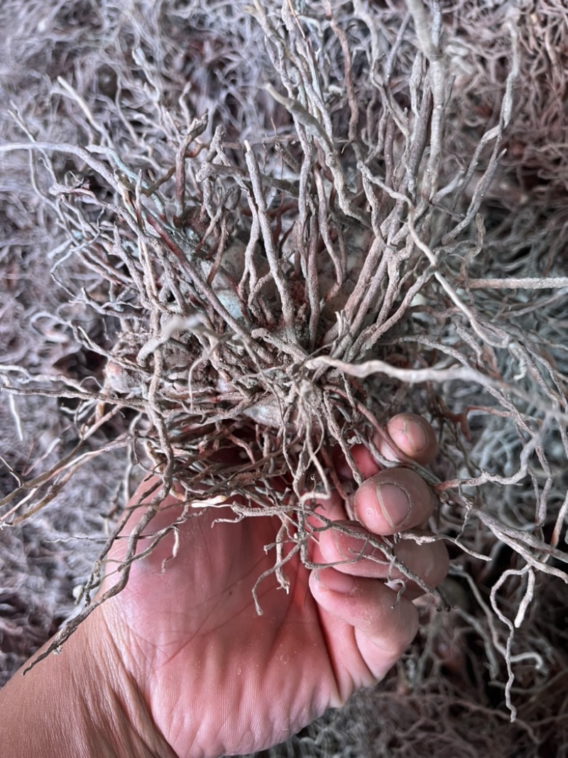健康白芨保质保量无添加随时为您服务