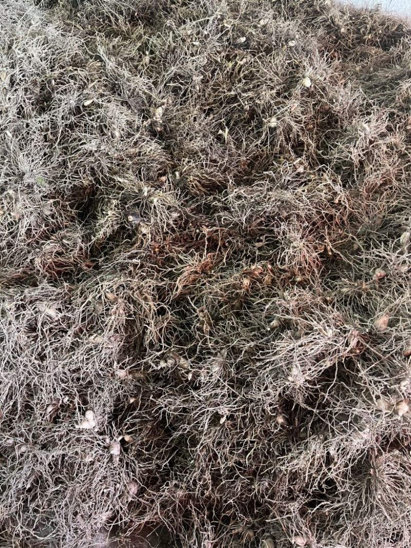 健康白芨保质保量无添加随时为您服务