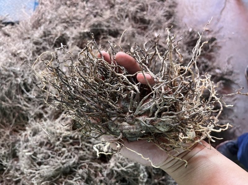 健康白芨保质保量无添加随时为您服务