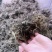 健康白芨保质保量无添加随时为您服务
