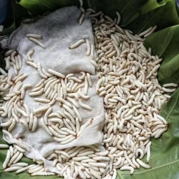 竹虫