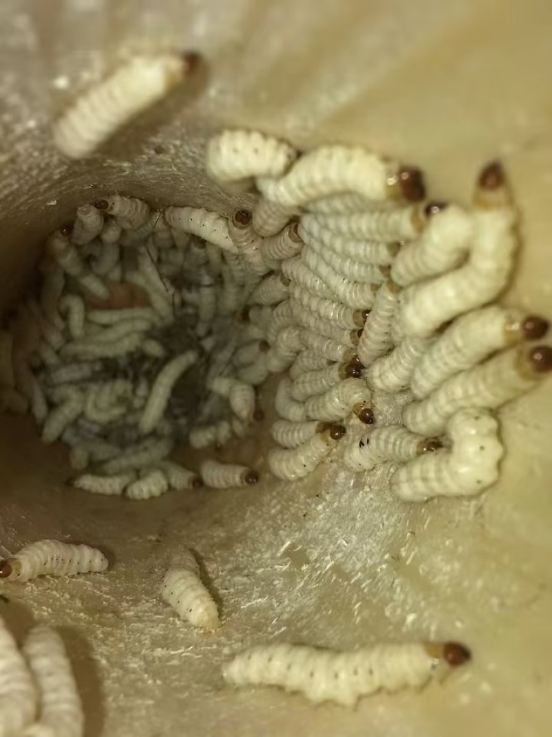 竹虫