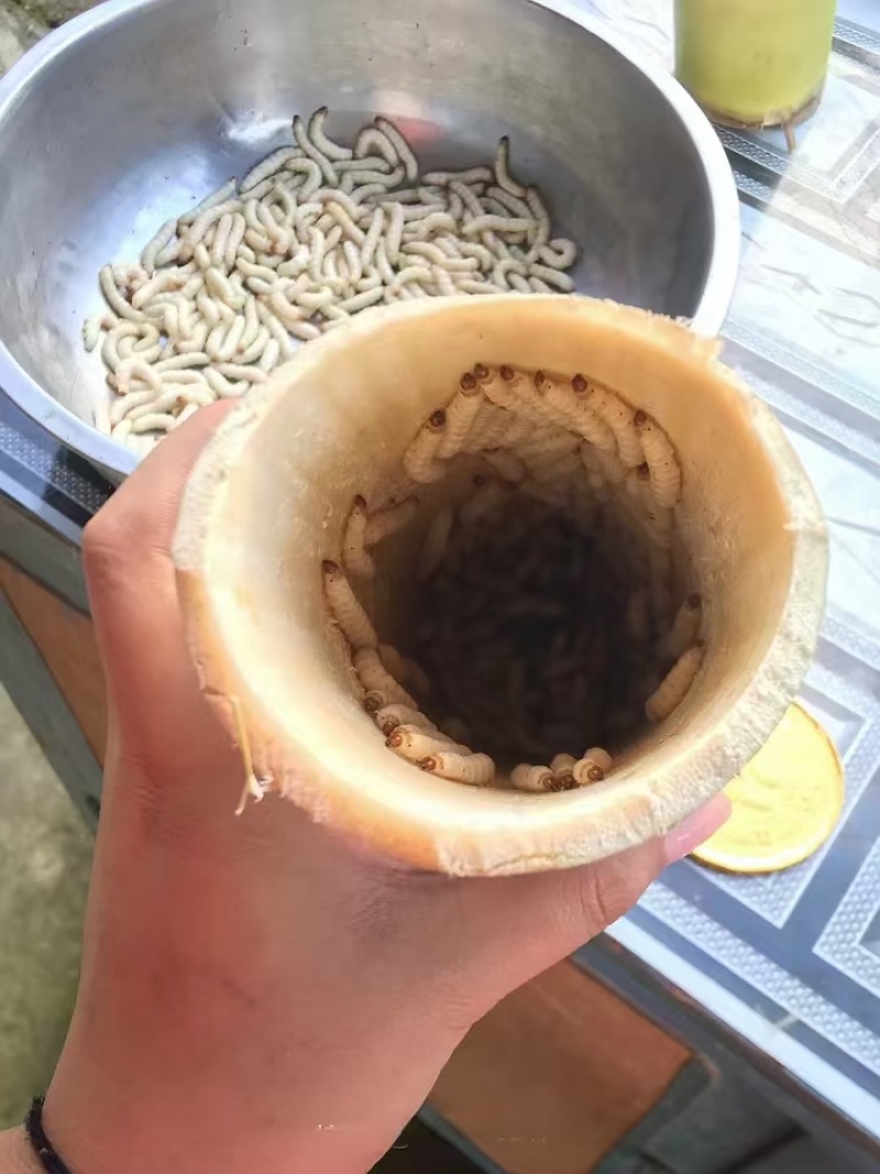 竹虫