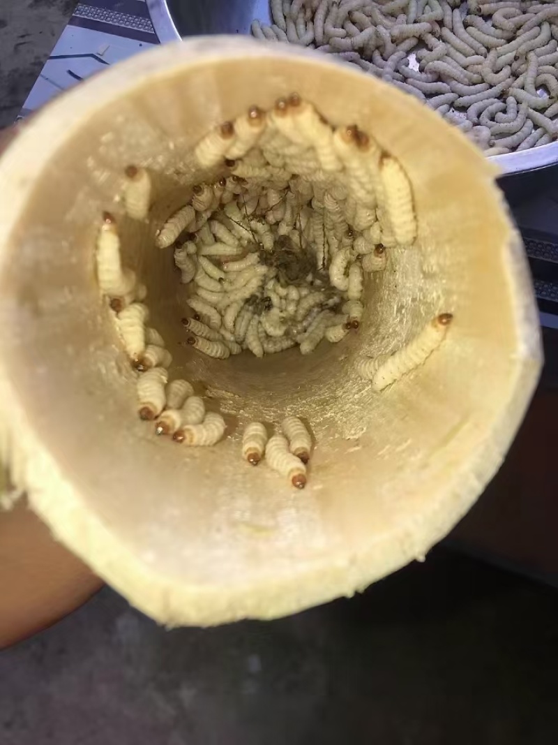 竹虫