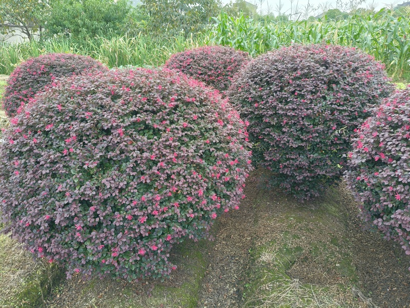 红花继木球冠幅:1.5m、1.8m、2m，有量，欢迎订购