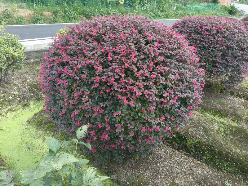 红花继木球冠幅:1.5m、1.8m、2m，有量，欢迎订购
