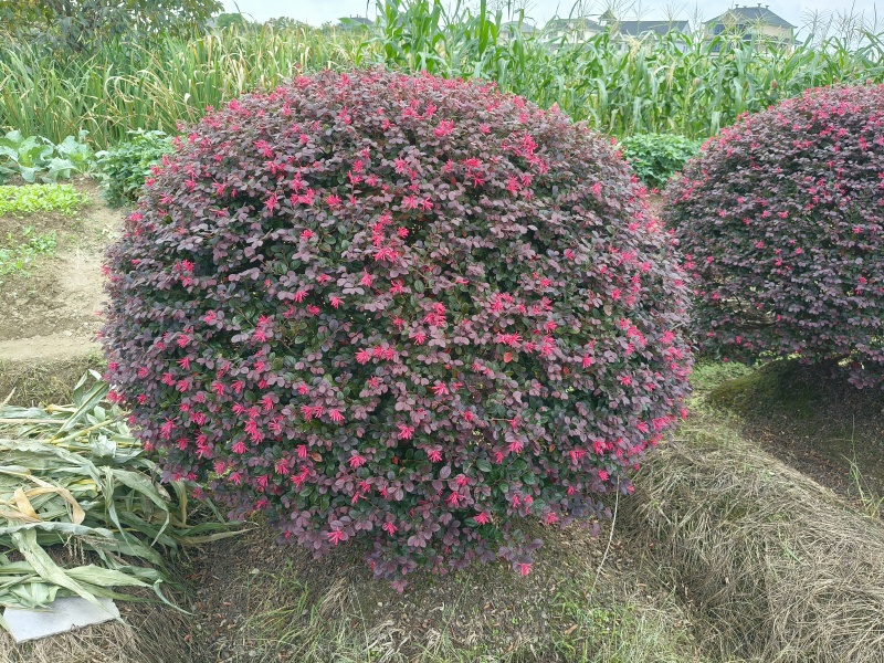 红花继木球冠幅:1.5m、1.8m、2m，有量，欢迎订购