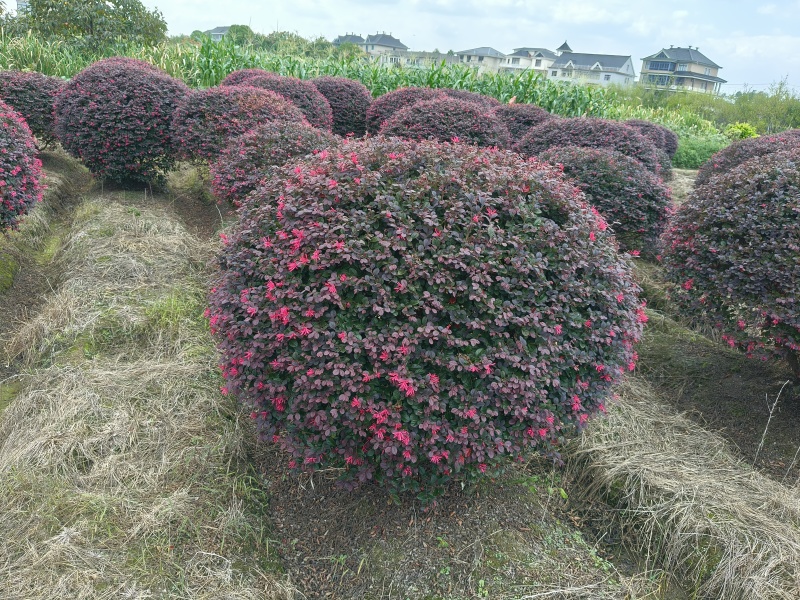 红花继木球冠幅:1.5m、1.8m、2m，有量，欢迎订购