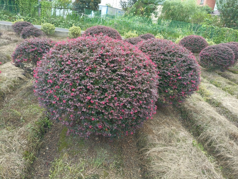 红花继木球冠幅:1.5m、1.8m、2m，有量，欢迎订购