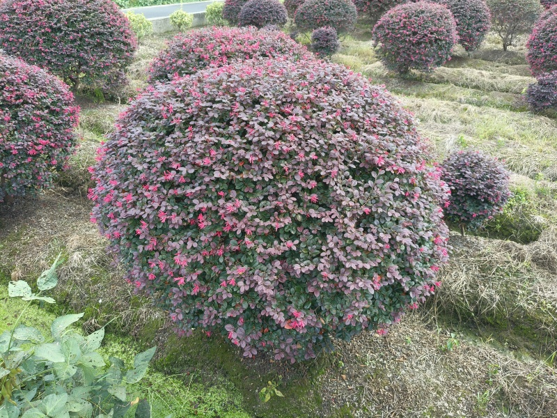 红花继木球冠幅:1.5m、1.8m、2m，有量，欢迎订购
