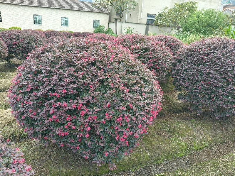 红花继木球冠幅:1.5m、1.8m、2m，有量，欢迎订购
