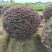 红花继木球冠幅:1.5m、1.8m、2m，有量，欢迎订购