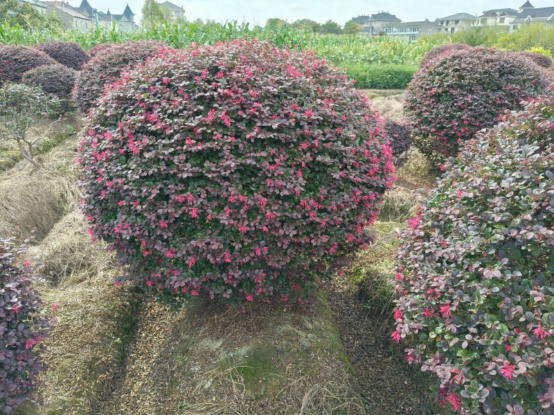 红花继木球冠幅:1.5m、1.8m、2m，有量，欢迎订购