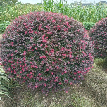 红花继木球冠幅:1.5m、1.8m、2m，有量，欢迎订购