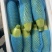 河北省加工配送，按需分拣配送，品质保证，收购加工配送西葫