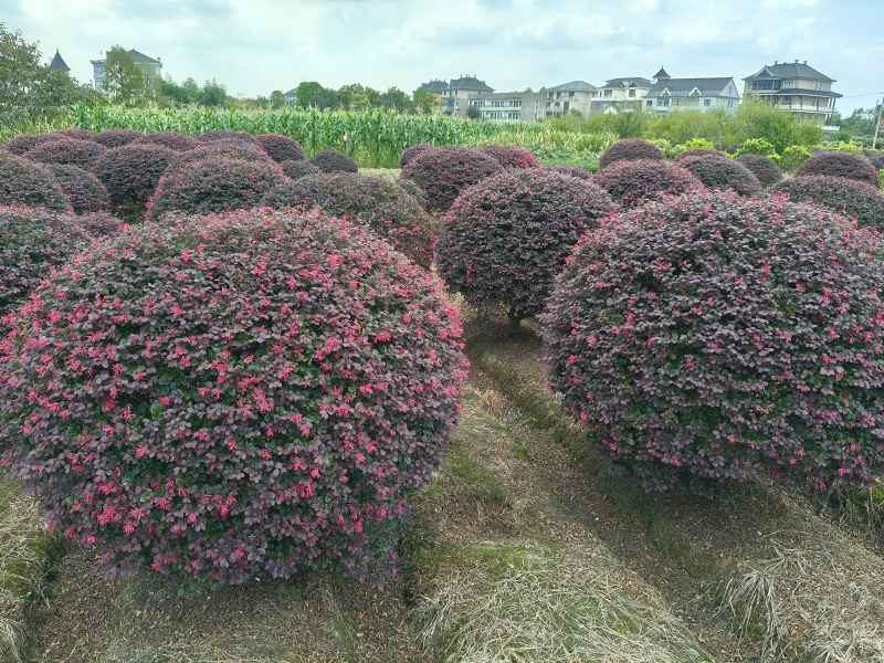 红花继木球冠幅:1.5m、1.8m、2m，有量，欢迎订购