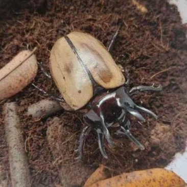 昆虫